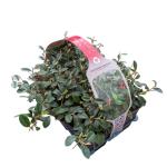 Cotoneaster dammeri