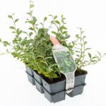 Cotoneaster dammeri