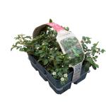 Cotoneaster dammeri