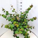 Corylopsis sin. 'Spring Purple'