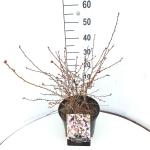 Prunus incisa 'Paean'