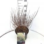 Salix purpurea 'Nana'