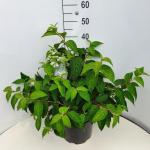 Viburnum plic. 'Mariesii'