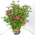 Weigela 'Bristol Ruby'