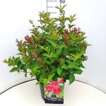 Weigela 'Bristol Ruby'