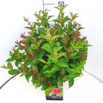 Weigela 'Bristol Ruby'