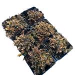 Acaena microphylla 'Kupferteppich'