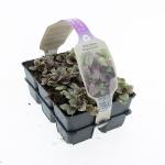 Ajuga reptans 'Burgundy Glow'