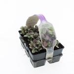 Ajuga reptans 'Burgundy Glow'