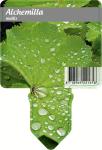 Alchemilla mollis