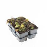 Alchemilla mollis