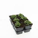 Alchemilla mollis