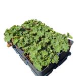 Alchemilla mollis