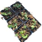 Alchemilla mollis