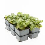 Alchemilla mollis