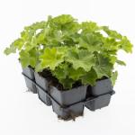 Alchemilla mollis