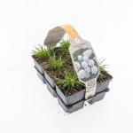 Armeria mar. 'Alba'