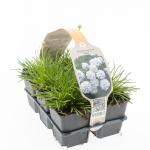 Armeria mar. 'Alba'