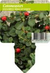 Cotoneaster pr. 'Queen of Carpets'