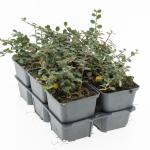 Cotoneaster pr. 'Queen of Carpets'