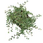 Cotoneaster pr. 'Queen of Carpets'