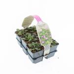 Erodium variabile 'Bishop's Form'