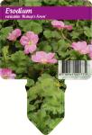 Erodium variabile 'Bishop's Form'