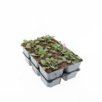Erodium variabile 'Bishop's Form'
