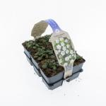 Erodium reichardii 'Album'