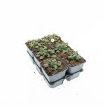 Erodium reichardii 'Album'