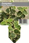 Euonymus fort. 'Emerald Gaiety'