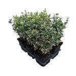 Euonymus fort. 'Emerald Gaiety'