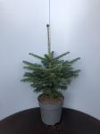Abies nordmanniana