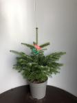 Abies nordmanniana