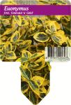 Euonymus fort. 'Emerald 'n' Gold'