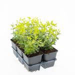 Euonymus fort. 'Emerald 'n' Gold'