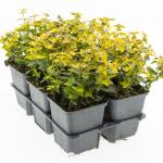Euonymus fort. 'Emerald 'n' Gold'