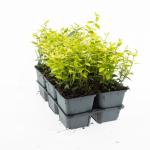 Euonymus fort. 'Emerald 'n' Gold'