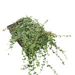 Euonymus fort. 'Minimus'
