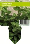 Euonymus fortunei radicans