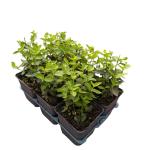 Euonymus fortunei radicans