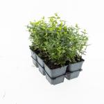 Euonymus fortunei radicans