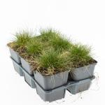 Festuca gautieri 'Pic Carlit'