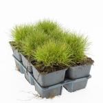 Festuca gautieri 'Pic Carlit'