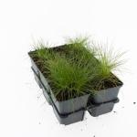 Festuca gautieri 'Pic Carlit'