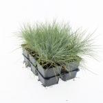 Festuca glauca 'Elijah Blue'