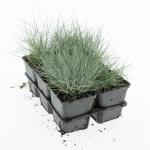Festuca glauca 'Elijah Blue'