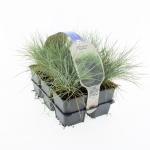 Festuca glauca 'Elijah Blue'