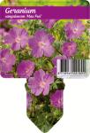 Geranium sang. 'Max Frei'