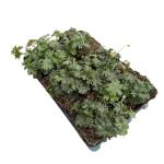 Geranium sang. 'Max Frei'